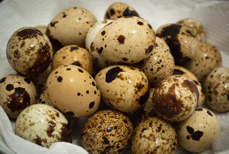 Sabor Mineiro Quail Eggs (codorna) 18 ovos